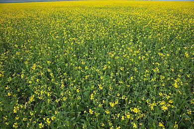 玩家1级无用之人不滚不挡挑战《艾尔登法环》梅瑟莫